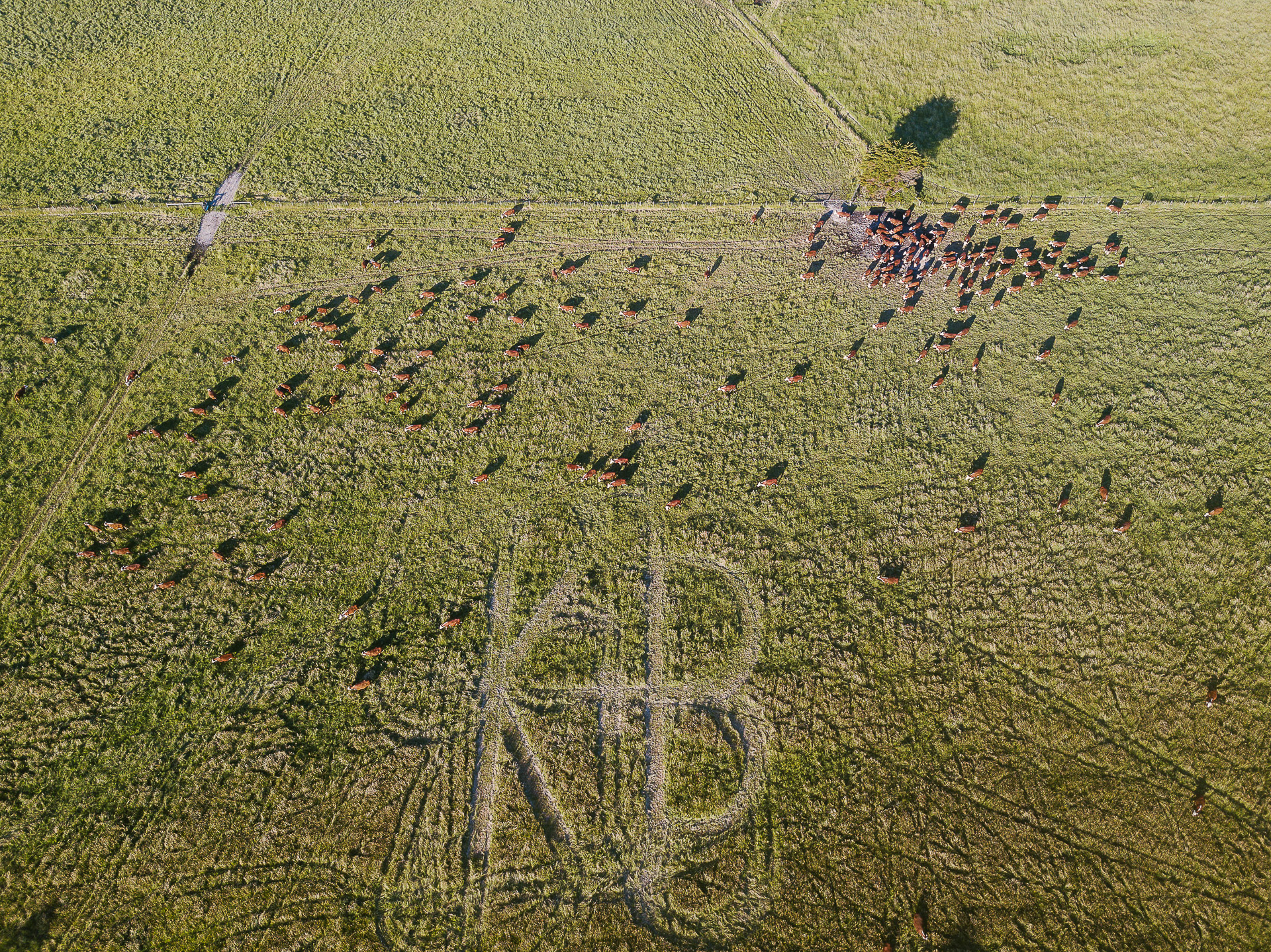 Farm Wedding Limestone Coast