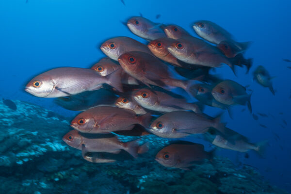 20250701_Bradford_Shoal_0017