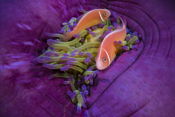 Papua New guinea, walindi, Kimbe Bay