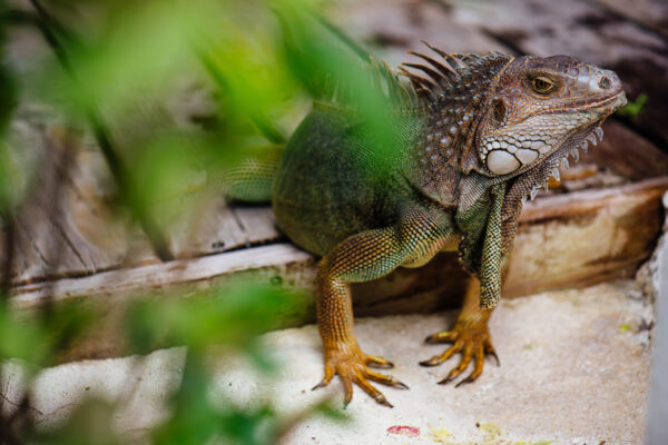 Luxury Travel Photography by Luke Simon